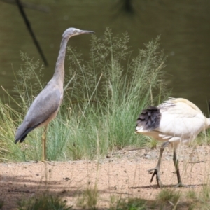 Egretta novaehollandiae at Point Hut Pond - 12 Dec 2023 12:33 PM