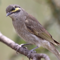 Caligavis chrysops (Yellow-faced Honeyeater) at Gordon, ACT - 12 Dec 2023 by RodDeb