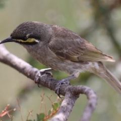 Caligavis chrysops at Point Hut Pond - 12 Dec 2023 12:53 PM