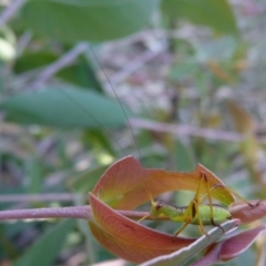 Torbia viridissima (Gum Leaf Katydid) at Charleys Forest, NSW - 26 Nov 2016 by arjay