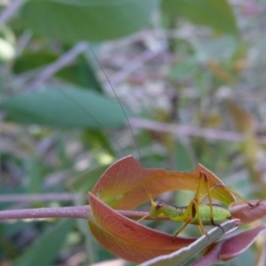 Torbia viridissima at QPRC LGA - 26 Nov 2016