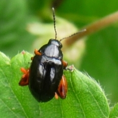 Altica sp. (genus) (Flea beetle) at Charleys Forest, NSW - 1 Jan 2014 by arjay