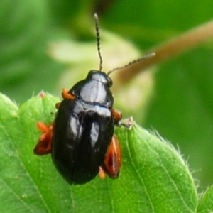 Altica sp. (genus) at QPRC LGA - 1 Jan 2014