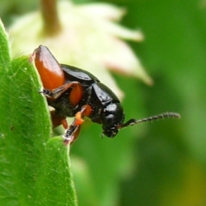 Altica sp. (genus) at QPRC LGA - 1 Jan 2014