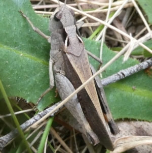 Cryptobothrus chrysophorus at QPRC LGA - 10 Oct 2023