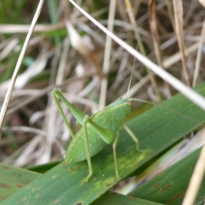 Caedicia simplex (Common Garden Katydid) at Charleys Forest, NSW - 10 Oct 2023 by arjay