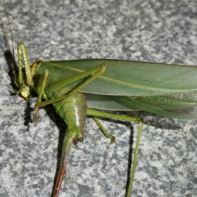 Terpandrus sp. (genus) (Gumleaf Katydid) at Mongarlowe River - 9 Apr 2023 by arjay