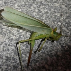 Terpandrus sp. (genus) at QPRC LGA - suppressed