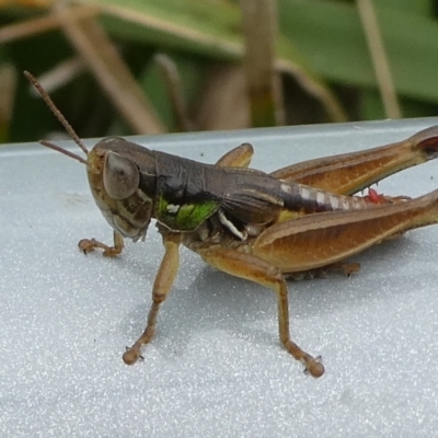 Praxibulus eurobodallae at Mongarlowe River - 13 Mar 2023 by arjay