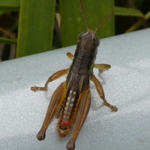 Praxibulus eurobodallae at QPRC LGA - 13 Mar 2023