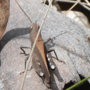 Cirphula pyrrhocnemis at QPRC LGA - suppressed