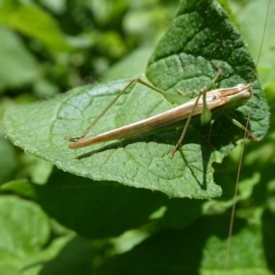 Conocephalus semivittatus (Meadow katydid) at Mongarlowe River - 14 Nov 2021 by arjay