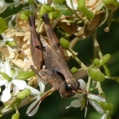 Phaulacridium vittatum (Wingless Grasshopper) at Charleys Forest, NSW - 2 Feb 2021 by arjay