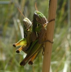 Praxibulus eurobodallae at Charleys Forest, NSW - 24 Jan 2021 by arjay