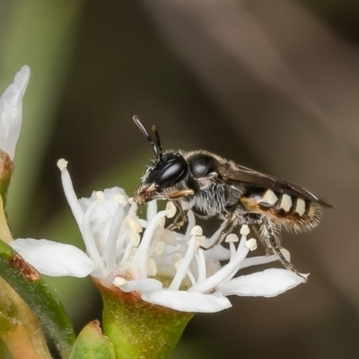 Euhesma nitidifrons (A plasterer bee) at Block 402 - 13 Dec 2023 by Roger