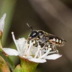Euhesma nitidifrons (A plasterer bee) at Bluetts Block Area - 12 Dec 2023 by Roger