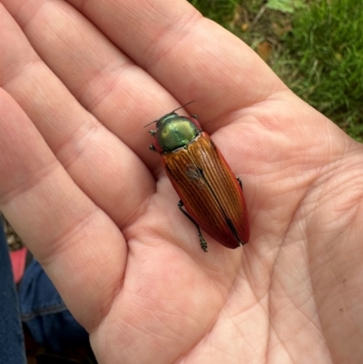 Temognatha affinis (Jewel beetle) at Murrumbateman, NSW - 13 Dec 2023 by Batogal