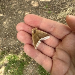 Euproctis baliolalis at Murrumbateman, NSW - 13 Dec 2023