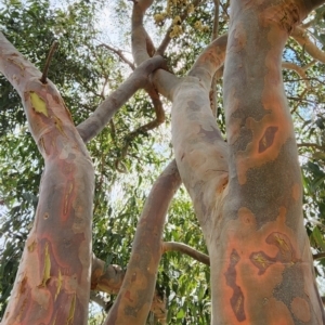 Angophora costata subsp. costata at Acton, ACT - 13 Dec 2023