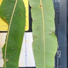 Angophora costata subsp. costata at Acton, ACT - 13 Dec 2023