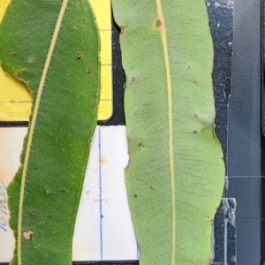 Angophora costata subsp. costata at Acton, ACT - 13 Dec 2023