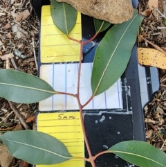 Angophora costata subsp. costata at Acton, ACT - 13 Dec 2023