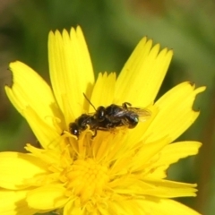 Lasioglossum (Homalictus) sp. (genus & subgenus) (Furrow Bee) at Braemar, NSW - 12 Dec 2023 by Curiosity