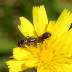 Lasioglossum (Homalictus) sp. (genus & subgenus) at Wingecarribee Local Government Area - 13 Dec 2023