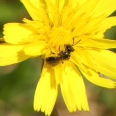 Lasioglossum (Homalictus) sp. (genus & subgenus) at Wingecarribee Local Government Area - 13 Dec 2023