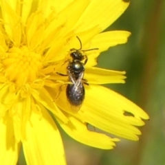 Lasioglossum (Homalictus) sp. (genus & subgenus) at Wingecarribee Local Government Area - 13 Dec 2023