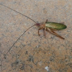 Narea sp. (genus) (A katydid) at Charleys Forest, NSW - 20 Jan 2021 by arjay