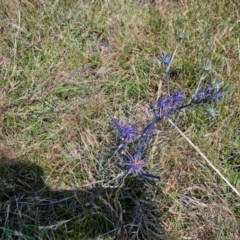 Eryngium ovinum (Blue Devil) at Taylor, ACT - 13 Dec 2023 by Jiggy