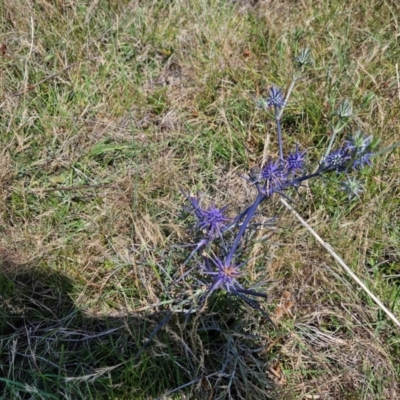 Eryngium ovinum (Blue Devil) at Taylor, ACT - 13 Dec 2023 by Jiggy