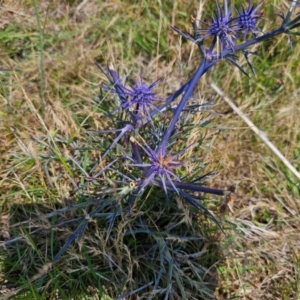 Eryngium ovinum at Taylor, ACT - 13 Dec 2023