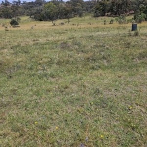 Eryngium ovinum at Taylor, ACT - 13 Dec 2023