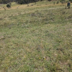 Eryngium ovinum at Taylor, ACT - 13 Dec 2023