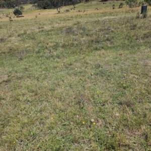 Eryngium ovinum at Taylor, ACT - 13 Dec 2023