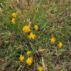 Hypericum gramineum (Small St Johns Wort) at Taylor, ACT - 13 Dec 2023 by Jiggy
