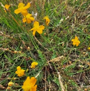 Hypericum gramineum at Taylor, ACT - 13 Dec 2023