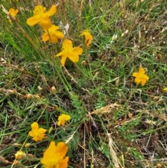 Hypericum gramineum at Taylor, ACT - 13 Dec 2023