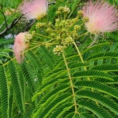 Albizia julibrissin (Persian Silk Tree) at Aranda, ACT - 13 Dec 2023 by Steve818