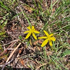 Tricoryne elatior (Yellow Rush Lily) at Taylor, ACT - 13 Dec 2023 by Jiggy