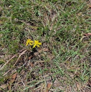 Tricoryne elatior at Taylor, ACT - 13 Dec 2023