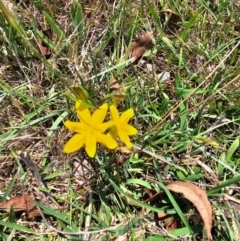 Tricoryne elatior at Taylor, ACT - 13 Dec 2023