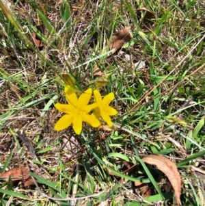 Tricoryne elatior at Taylor, ACT - 13 Dec 2023