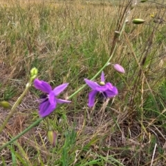 Arthropodium fimbriatum (Nodding Chocolate Lily) at Jacka, ACT - 12 Dec 2023 by Jiggy