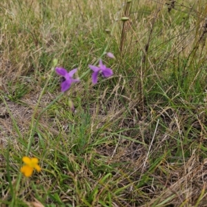 Arthropodium fimbriatum at Jacka, ACT - 12 Dec 2023