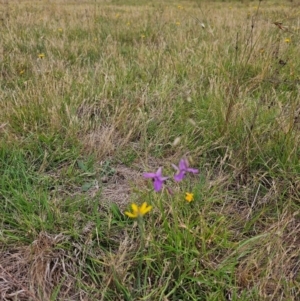 Arthropodium fimbriatum at Jacka, ACT - 12 Dec 2023