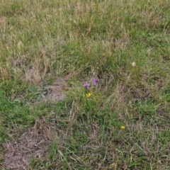 Arthropodium fimbriatum at Jacka, ACT - 12 Dec 2023