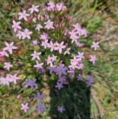 Centaurium sp. (Centaury) at Taylor, ACT - 13 Dec 2023 by Jiggy